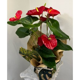 ANTHURIUM ROSSO