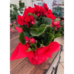 BEGONIA