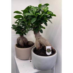 BONSAI