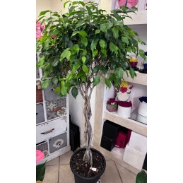 FICUS BENJAMIN
