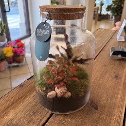 TERRARIUM ANFORA
