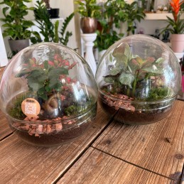 TERRARIUM MONDO