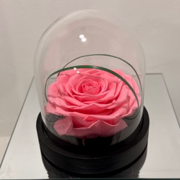MINI ROSA INCANTATA ROSA