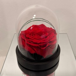 MINI ROSA INCANTATA